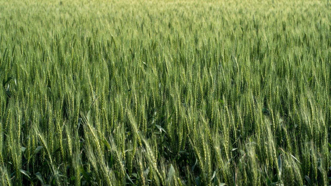 Wheat Cultivation Wheat Acreage Decreased In Uttar Pradesh Punjab And Bihar