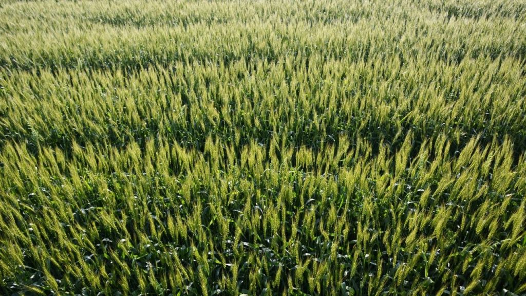 2% पोटैशियम सल्फेट के घोल का छिड़काव गेहूं की फसल को बढ़ती गर्मी और तापमान के तनाव से बचाने में बेहद मददगार होता है. यह घोल न केवल पौधों को गर्मी से होने वाले नुकसान से बचाता है, बल्कि दाने भरने की प्रक्रिया को भी नियंत्रित रखता है.