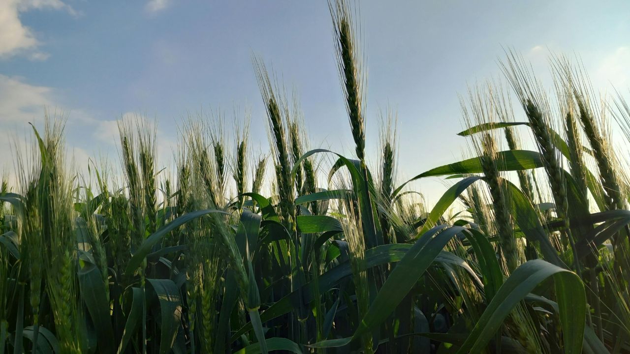 Gehun Ki Kheti Wheat Farming Tips To Get High Yield Bumper Profit