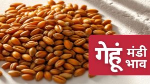 गेहूं का भाव 5 फीसदी बढ़ा.. एमएसपी से महंगा हुआ गेहूं, यूपी और मुंबई का ताजा मंडी रेट देखें गेहूं का भाव 5 फीसदी बढ़ा.. एमएसपी से महंगा हुआ गेहूं, यूपी और मुंबई का ताजा मंडी रेट देखें