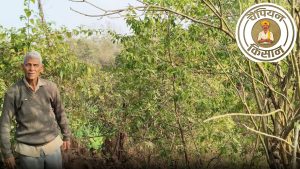 बुढ़ापे में धान-गेहूं छोड़ शुरू की सफेद चंदन की खेती, अब जमीन से कई गुना महंगे बिक रहे पेड़