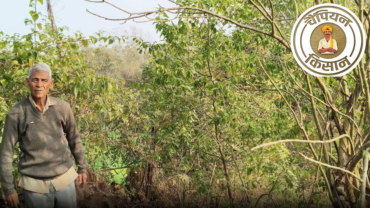 Farmer Nurata Ram Thakur Shif Paddy And Wheat To Sandalwood Farming Now Trees Are Selling For Many Times The Price Of The Land In Himachal Pradesh