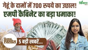 गेहूं की दामों में 700 रुपये का उछाल, MP के किसानों की लगी लॉटरी! गेहूं की दामों में 700 रुपये का उछाल, MP के किसानों की लगी लॉटरी!