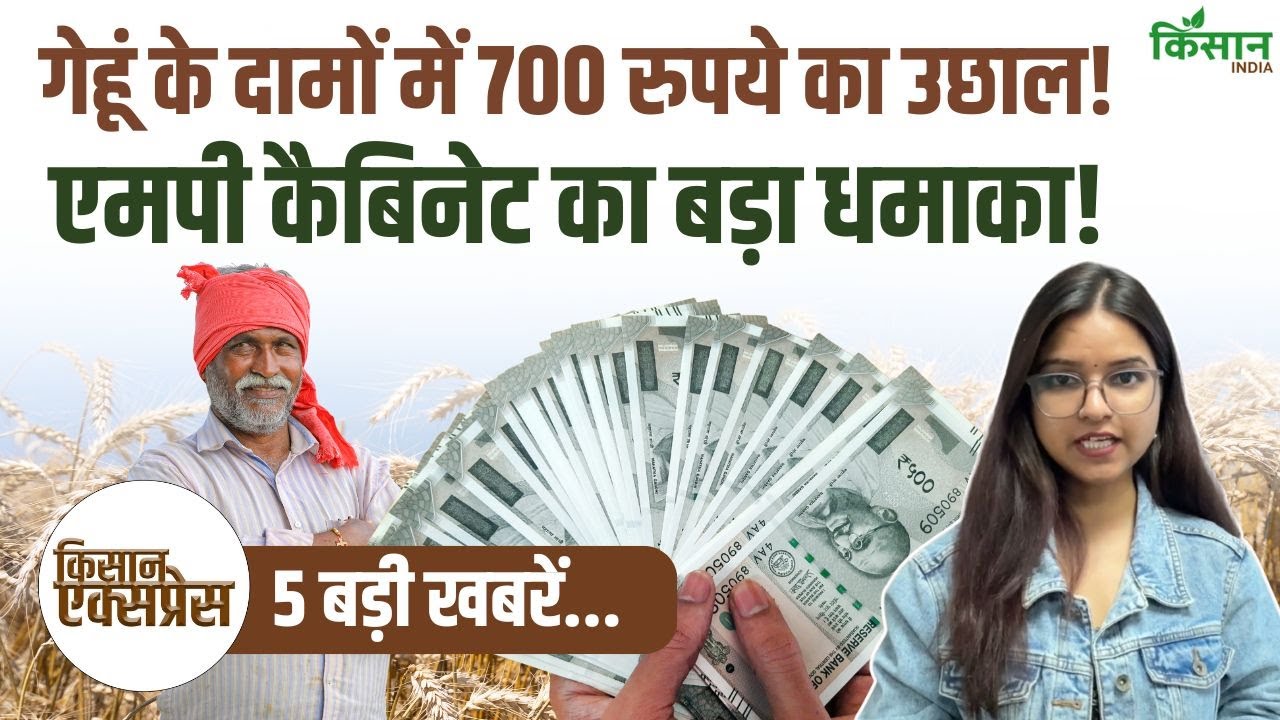 Agriculture News Bulletin Kisan Express Wheat Prices Surge By %e2%82%b9700 Great News For Farmers A Windfall For Farmers In Madhya Pradesh