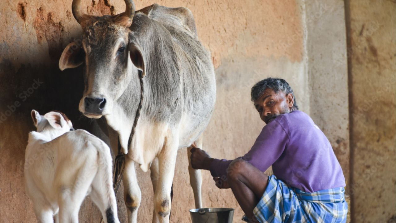 छुट्टा गौवंश पालिए हर महीने 12 हजार रुपये देगी सरकार, पशुपालन के लिए दो नई योजनाएं शुरू 