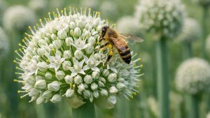 खेतों में खिले प्याज के फूल, लेकिन गायब हैं मधुमक्खियां- जानिए किसान क्या करें