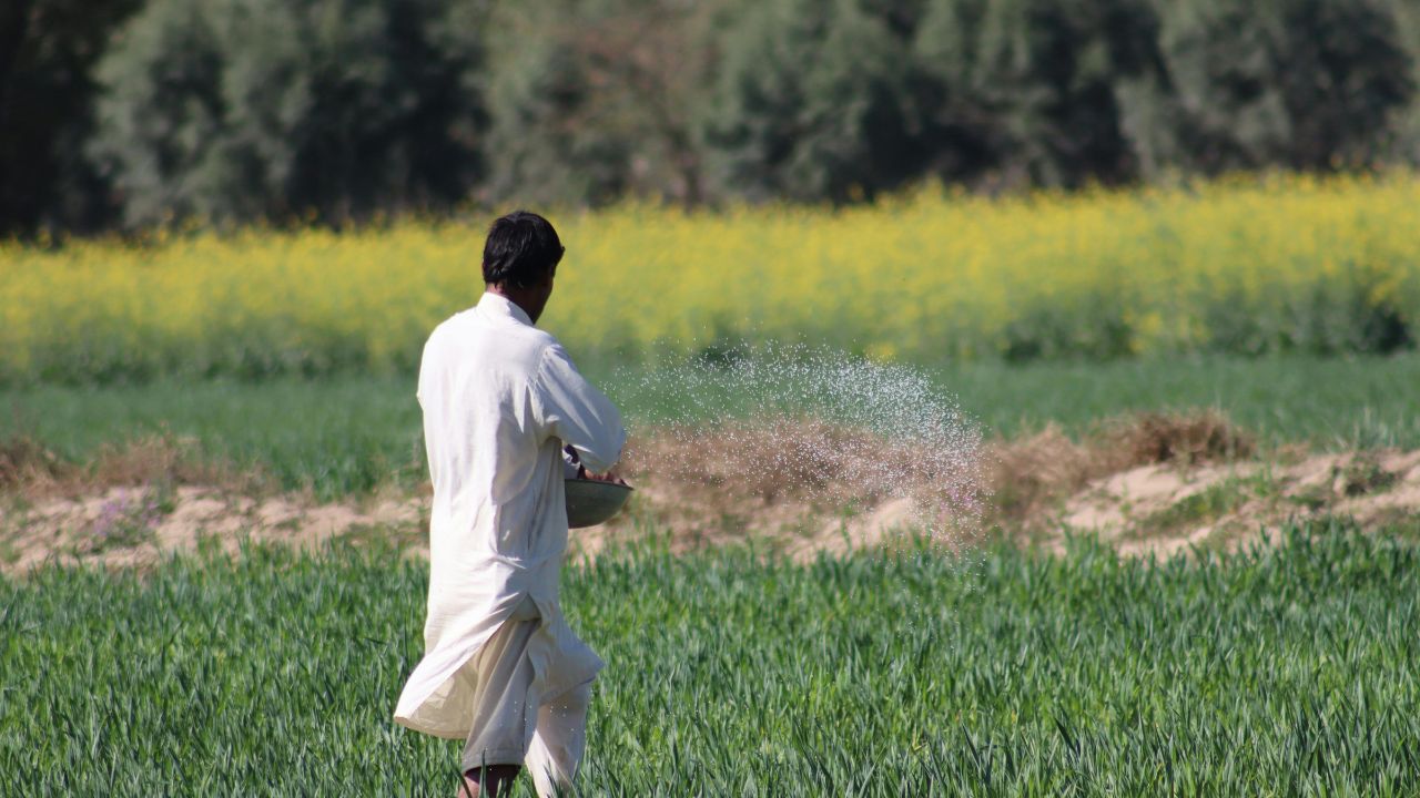 Today’s Insights: एक गलती और नाइट्रोजन खाद बेकार! जानें क्यों शाम को ही डालना चाहिए ये उर्वरक