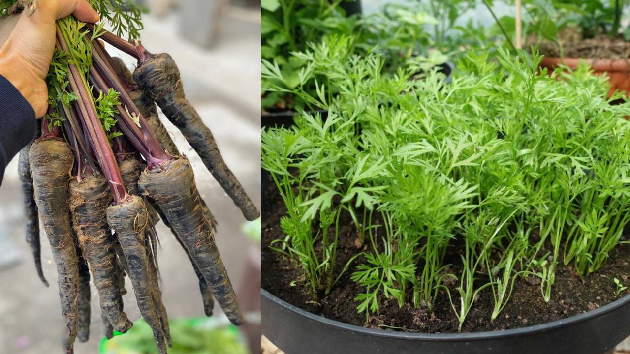 Gardening Tips: बालकनी या छत पर उगाएं काली गाजर, जानिए बीज से कटाई तक पूरा तरीका