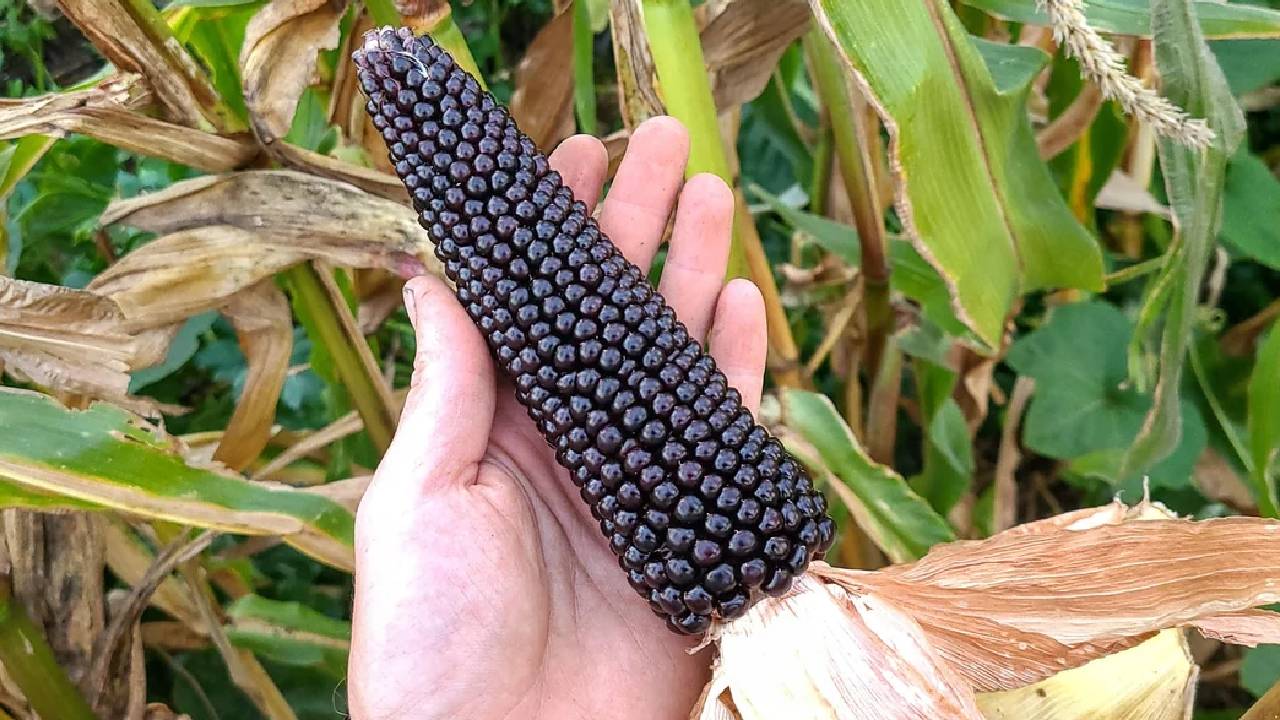 Black Corn Farming India Profit Guide High Value Purple Maize Cultivation Income