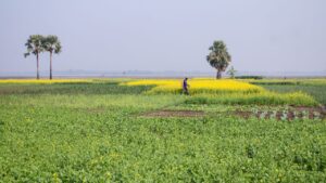फसलों का दुश्मन बना मौसम, मटर-सरसों में इल्ली और आलू में सड़न रोग ने किसानों की बढ़ाई चिंता