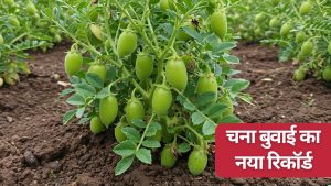 किसानों से एक लाख टन चना खरीद को मंजूरी, बढ़े MSP भाव के रूप में मिलेंगे 595 करोड़.. रकबा रिकॉर्ड के पार किसानों से एक लाख टन चना खरीद को मंजूरी, बढ़े MSP भाव के रूप में मिलेंगे 595 करोड़.. रकबा रिकॉर्ड के पार