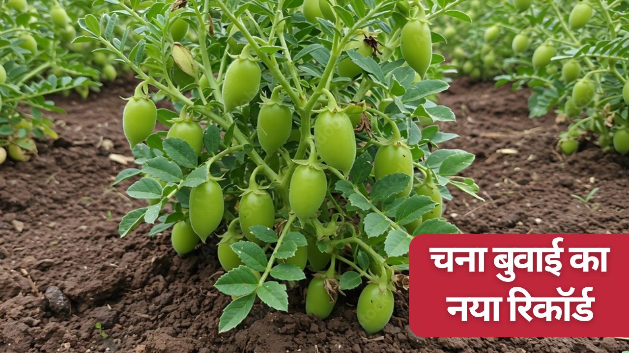 Centre Approves Purchase Of Gram Chickpeas At Msp In Karnataka Chana Acreage Sets New Record Check Details