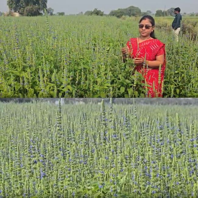 chia seeds farmers in Khandwa madhya pradesh