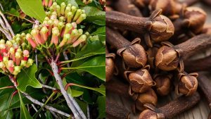 लौंग की खेती में छिपा है तगड़ा मुनाफा, सही तरीके से करें शुरुआत तो बदल सकती है किस्मत