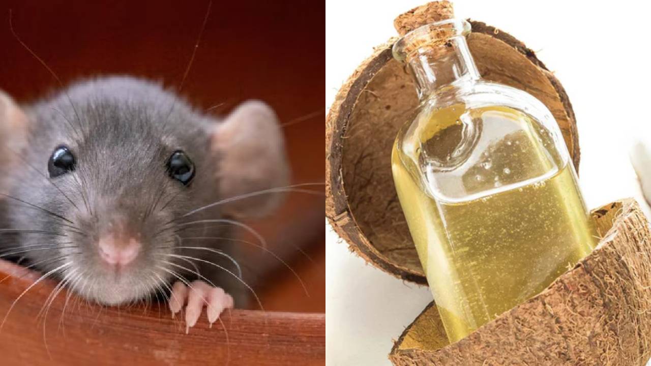 क्या आप जानते हैं? चूहों की वजह से बदला नारियल तेल की बोतल का डिजाइन
