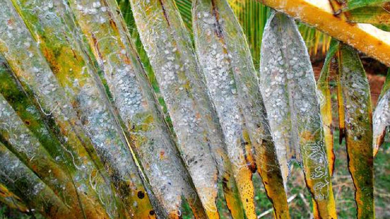India Coconut Belt Whitefly Crisis Farmers Yield Loss Climate Change Agriculture