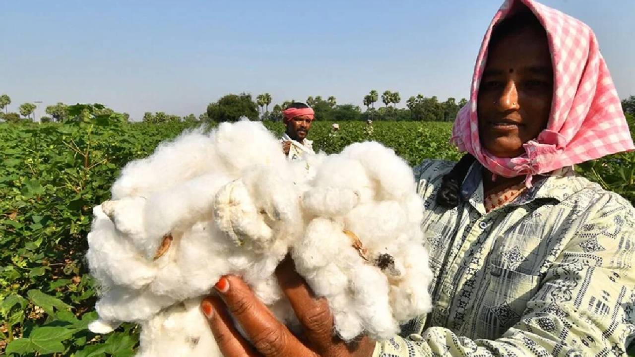 Duty Free Cotton Imports End India 11 Percent Import Tax Applies From January 1 Impact On Farmers And Textile Industry