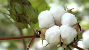 पीली, लाल और मुड़ी पत्तियां क्या कहती हैं? कपास किसान समय रहते समझ लें तो बचेगा बड़ा नुकसान