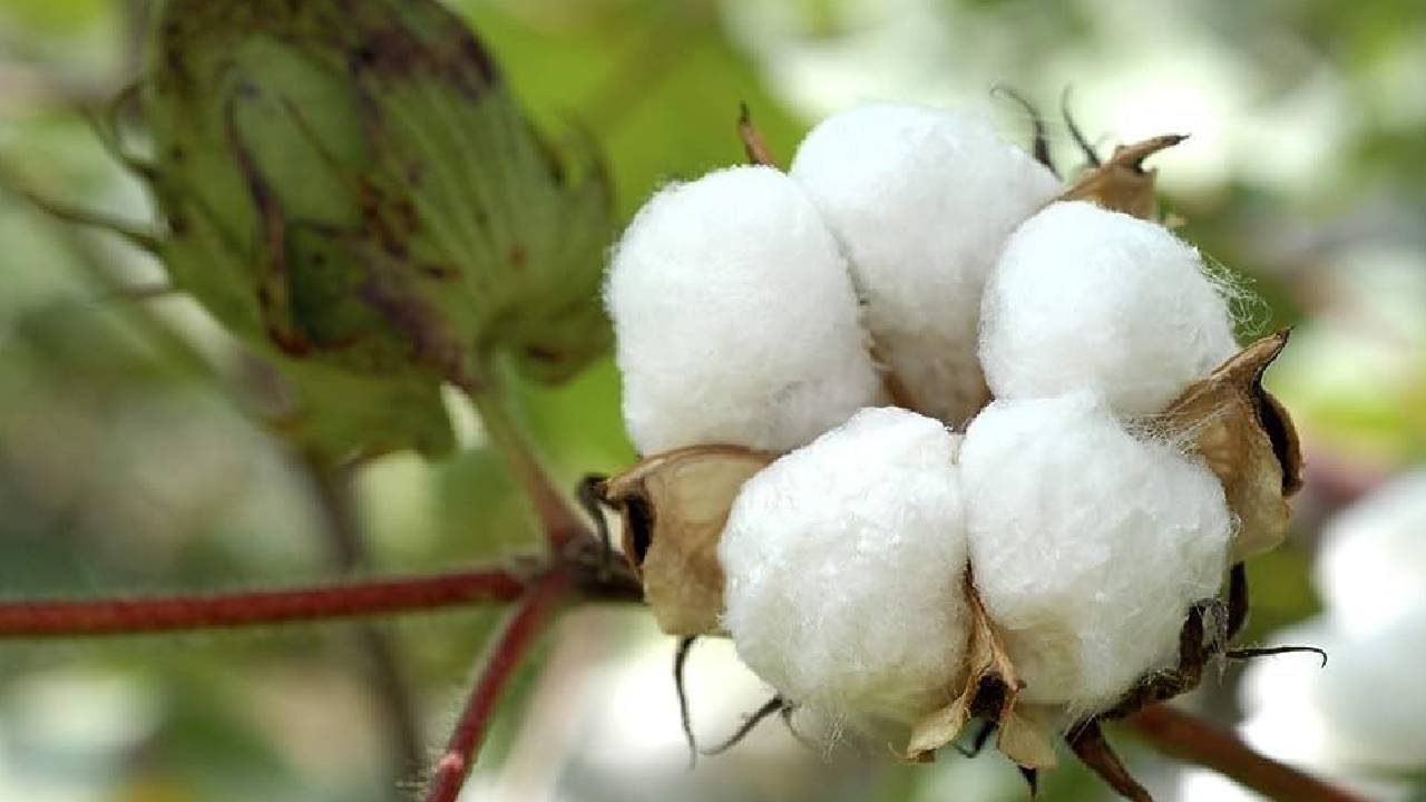 Cotton Leaf Health Guide How Leaf Color And Patterns Help Detect Nutrient Deficiency And Diseases In Cotton Crop