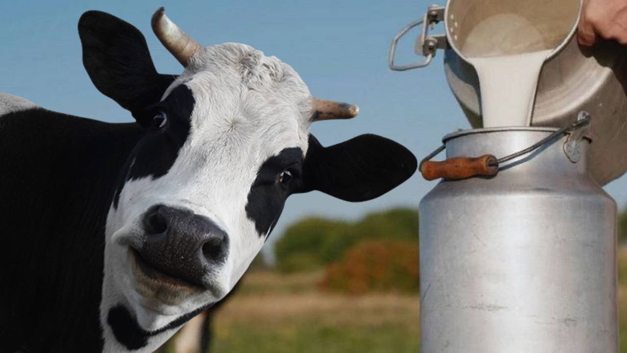 Six Indigenous Cow Breeds High Milk Yield Fill Milk Tank Generate Lakhs Monthly Income India