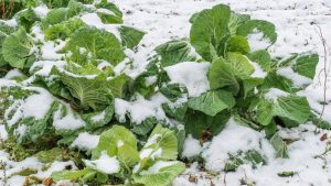 कड़ाके की ठंड में फसलों की हिफाजत कैसे करें? सही देखभाल से बच सकती है किसानों की मेहनत