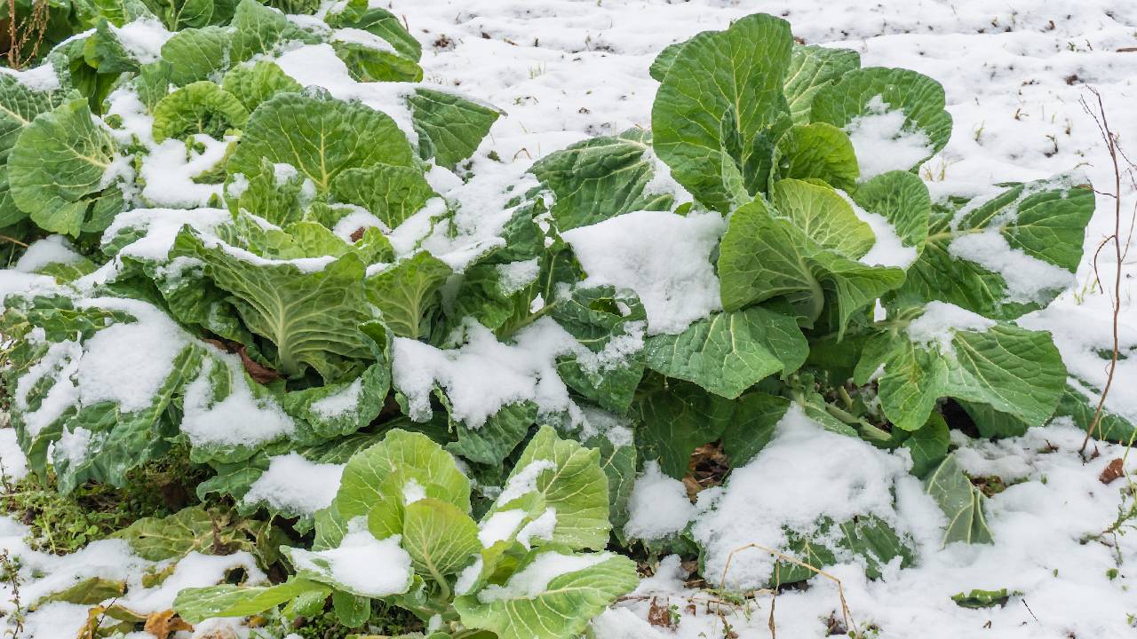 कड़ाके की ठंड में फसलों की हिफाजत कैसे करें? सही देखभाल से बच सकती है किसानों की मेहनत