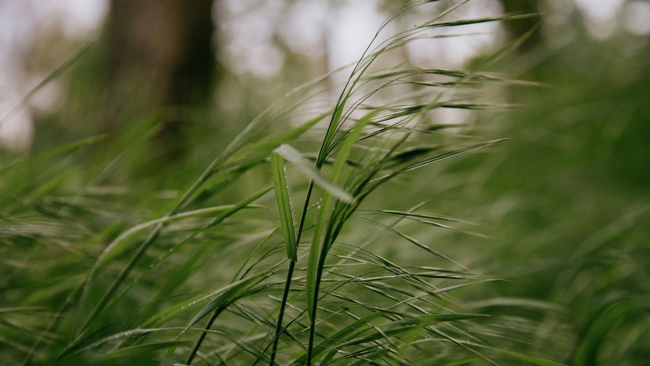 Todays Insights Tips For Farmers Strong Winds Warning How To Protect Standing Crops From Damage