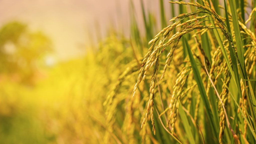 तेज हवा में किया गया छिड़काव बेकार चला जाता है और दवा पास के खेतों में उड़ सकती है. इससे फसल को नुकसान और खर्च दोनों बढ़ सकते हैं. मौसम सामान्य होने पर ही स्प्रे करें.