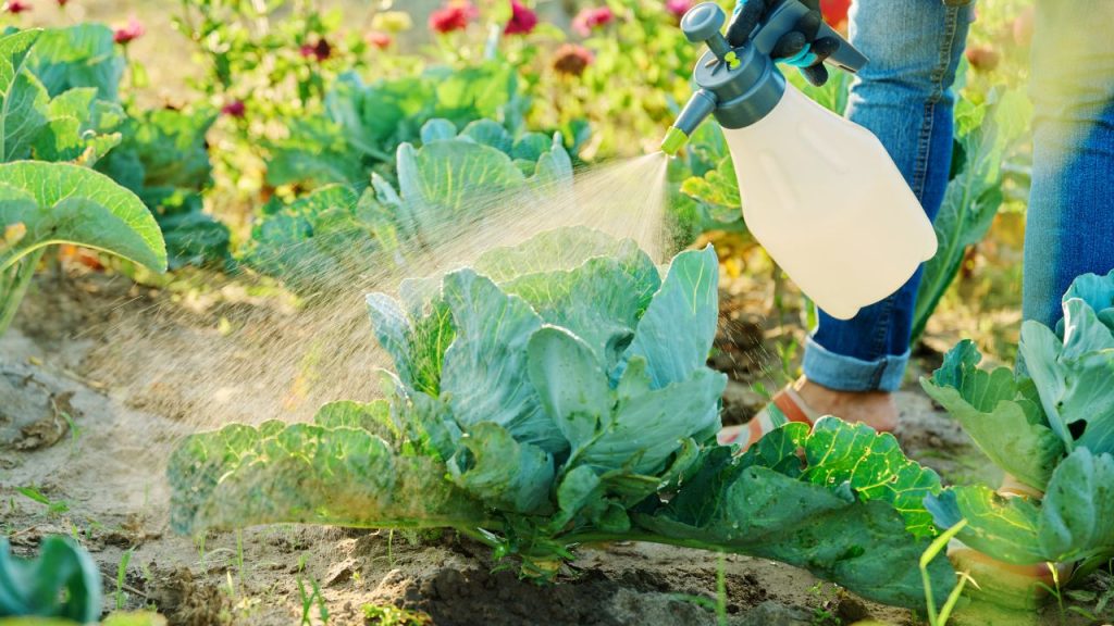 अधिकतर कीट सुबह के समय पत्तियों के नीचे या मिट्टी में छिपे रहते हैं. ऐसे में ऊपर से किया गया स्प्रे सीधे कीटों तक नहीं पहुंच पाता और नियंत्रण ठीक से नहीं हो पाता.