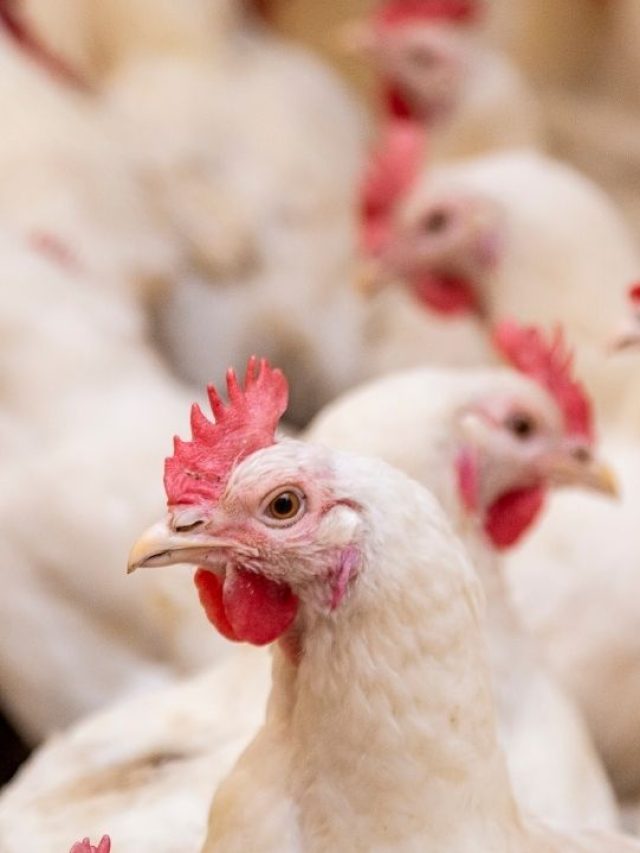 सर्दी के मौसम में इस तरह करें मुर्गियों की देखरेख, नहीं पड़ेंगी बीमार