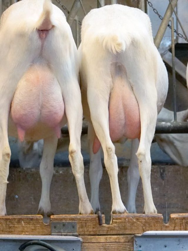 छोटे किसानों के लिए गाय हैं ये बकरियां, 4 लीटर तक देती हैं दूध