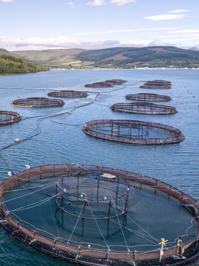 तेजी से बढ़ेगा मछलियों का वजन, मुनाफा होगा 2X, करें ये काम!