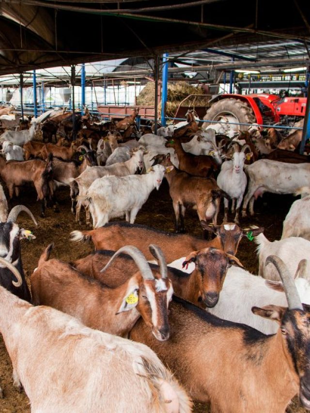 जनवरी की ठंड में ऐसे रखें भेड़-बकरियों का ख्याल