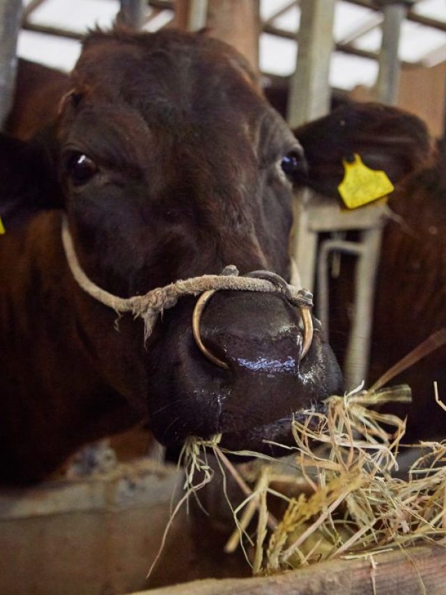 कम खर्च में बंपर मुनाफा देती है गाय की ये देसी नस्लें, जानें