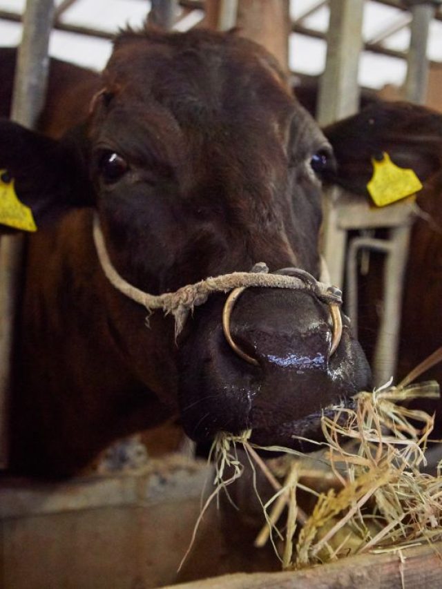 दुधारू पशु खरीदते समय इन बातों का रखें खास खयाल!