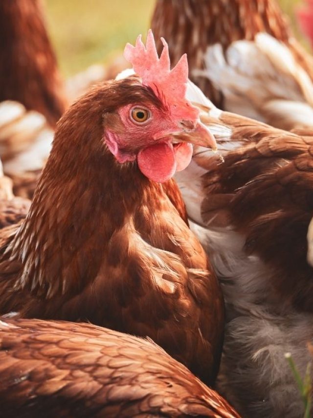 कम चारे में अंडों की बारिश! ये 5 मुर्गियां किसानों को कर देगी मालामाल