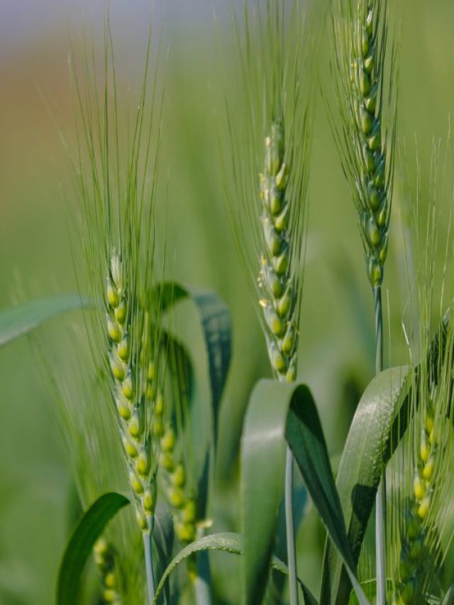 धूप बनी किसानों की मुसीबत, गेहूं-आलू पर संकट