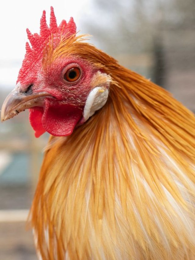 वनराजा नस्ल की मुर्गी का करें पालन,  30 दिन में एक किलो तक हो जाता है वजन