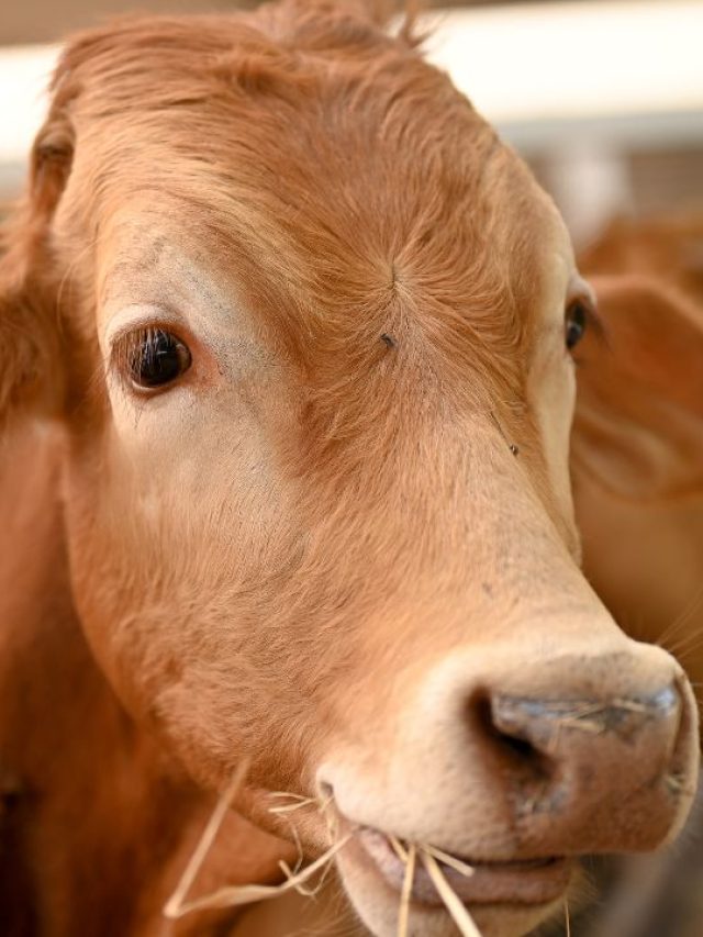 ब्याने के बाद भूलकर भी न ये गलती, वरना दूध होगा कम!