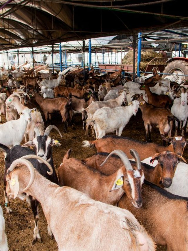 इस मच्छर के काटने से बकरियों की हो रही है मौत! बचाव के लिए  करें ये काम