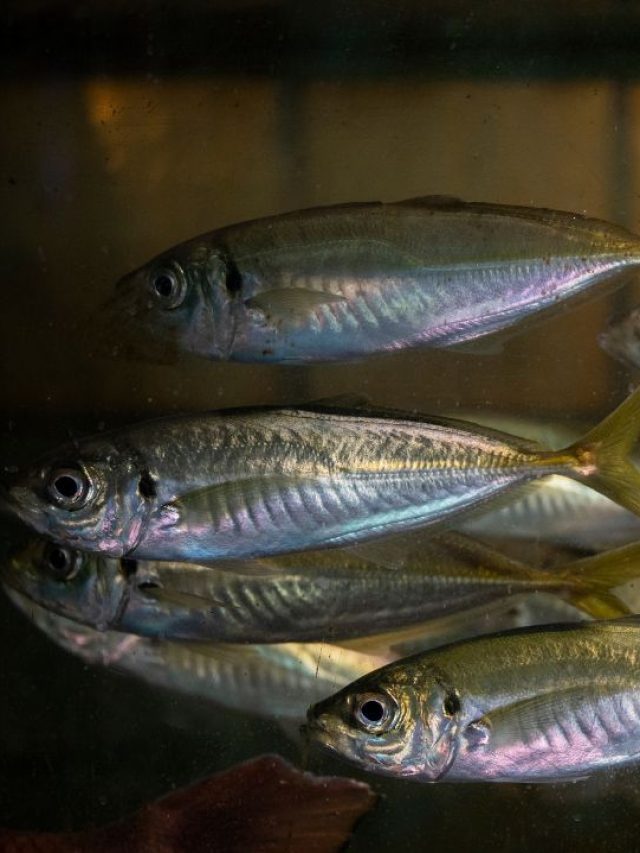 मछुआरों के लिए अलर्ट! ये अदृश्य बीमारी बन रही जानलेवा