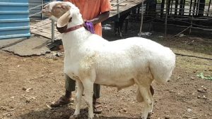 एक भेड़ की कीमत सुनकर रह जाएंगे हैरान! दुम्बा नस्ल से लाखों की कमाई कर रहे किसान एक भेड़ की कीमत सुनकर रह जाएंगे हैरान! दुम्बा नस्ल से लाखों की कमाई कर रहे किसान