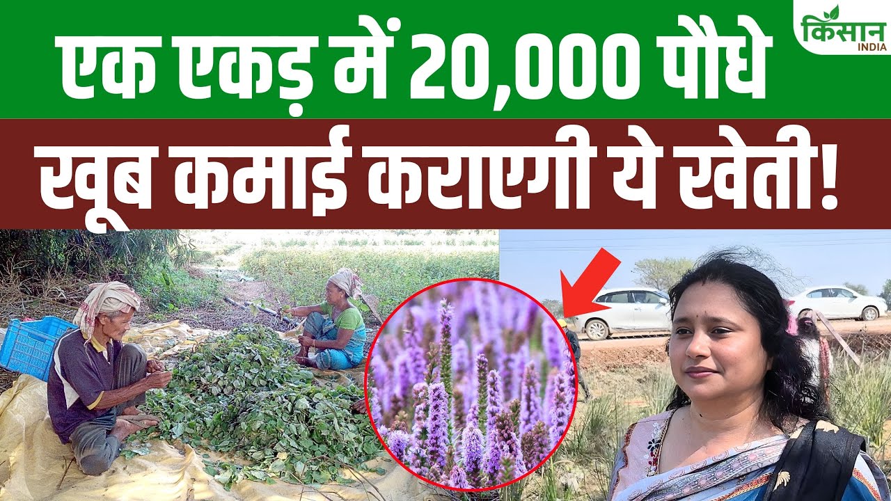 How Much Can You Earn From Patchouli Cultivation Complete Calculation For 20000 Plants Per Acre By Expert