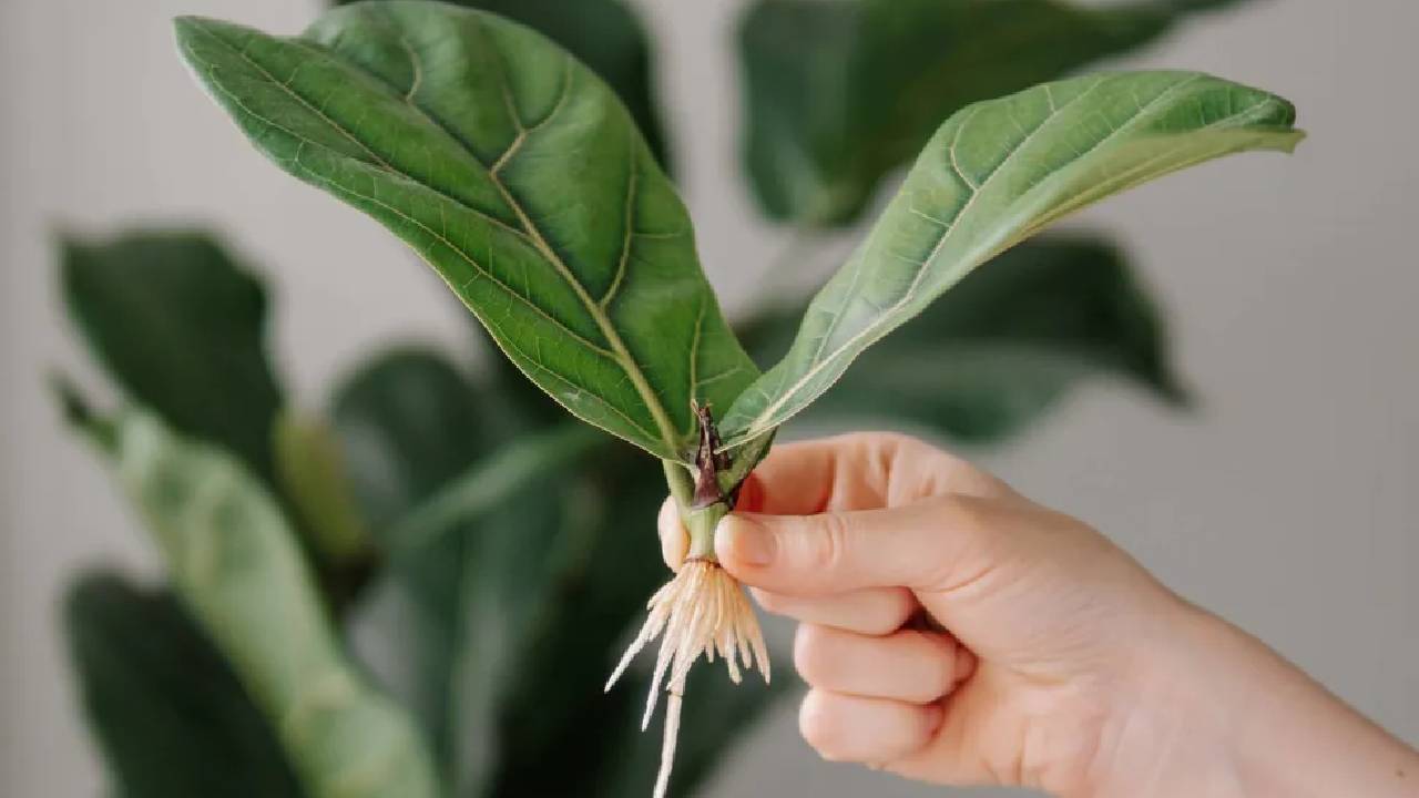 Grow Fig Tree At Home For Free Easy Fig Propagation Guide Using Cuttings Indoors And Outdoors