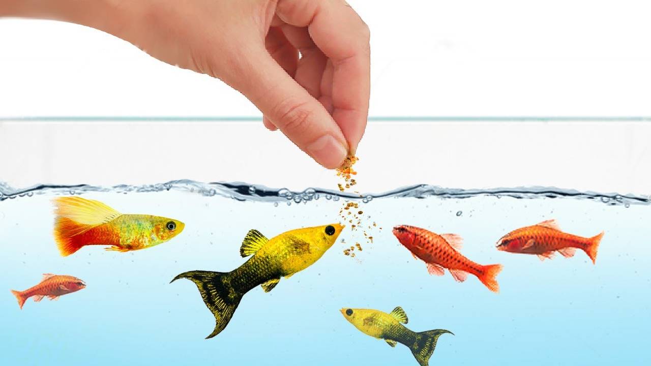 Fish Feed Making Machine Home Production Reduce Costs Increase Profit Fish Farming