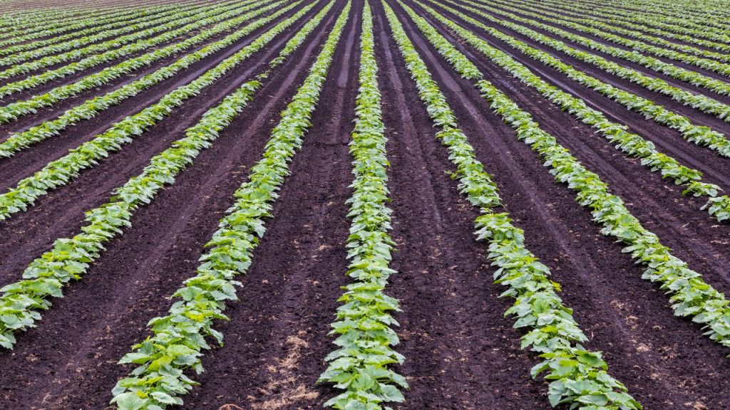  सर्दी में सबसे जरूरी है मिट्टी में नमी और तापमान का संतुलन. सही समय पर सिंचाई, जैविक उपाय और ढकाव अपनाकर पौधों को गलने, झुलसने और बीमार पड़ने से बचाया जा सकता है, जिससे फसल स्वस्थ बनी रहती है.