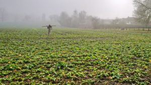 लगातार हो रही बारिश के बीच किसानों के लिए एडवाइजरी, गलती से भी न करें ये काम.. वरना नुकसान तय