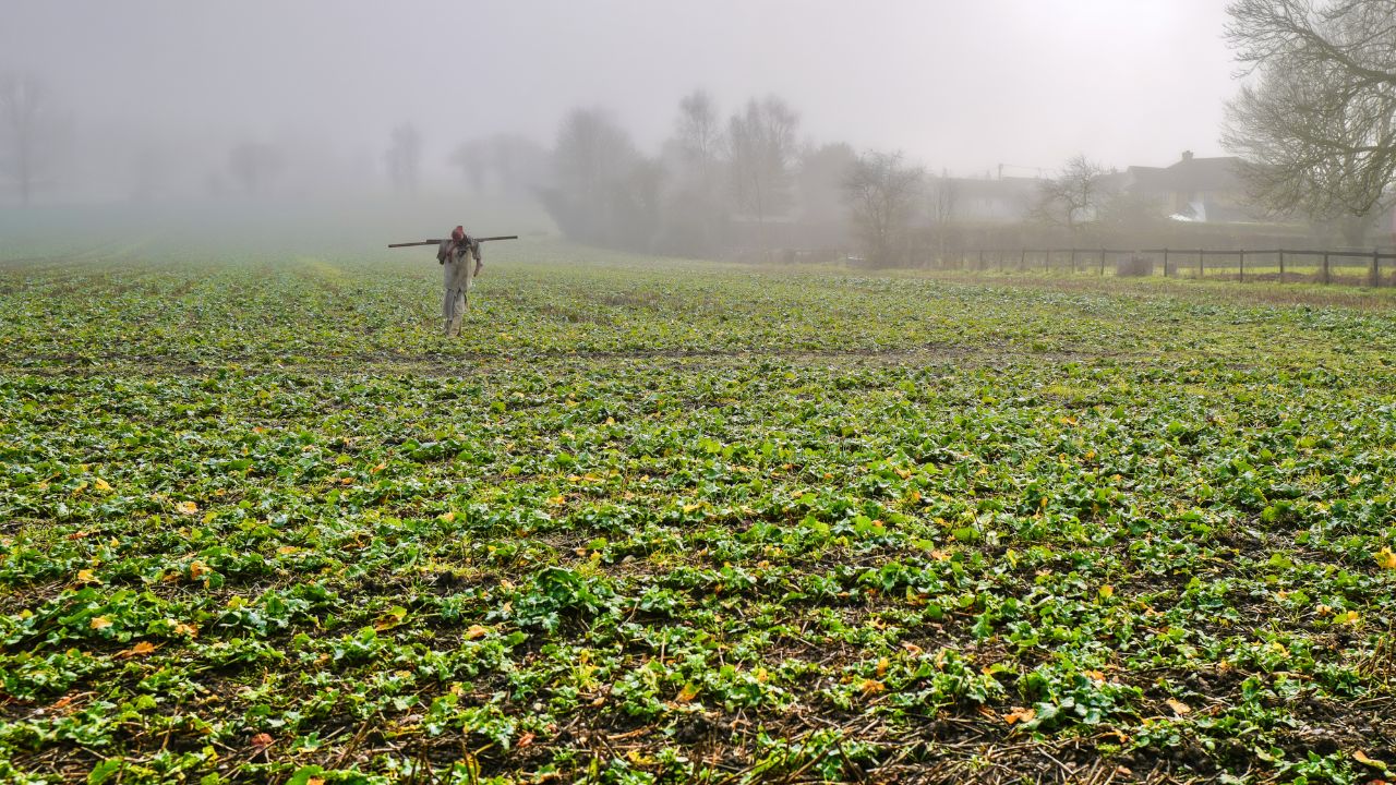 कोहरे में बर्बाद हो जाती है आपकी फसल? आजमाएं ये 6 देसी उपाय, नहीं होगा एक पत्ता भी खराब!