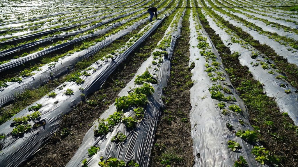  चूल्हे से निकलने वाली राख को पारंपरिक रूप से ठंड से बचाव के लिए इस्तेमाल किया जाता है. शाम के समय हल्की मात्रा में राख पौधों पर छिड़कने से पत्तियों पर कोहरे का असर कम होता है और सर्दी से होने वाला नुकसान घटता है.