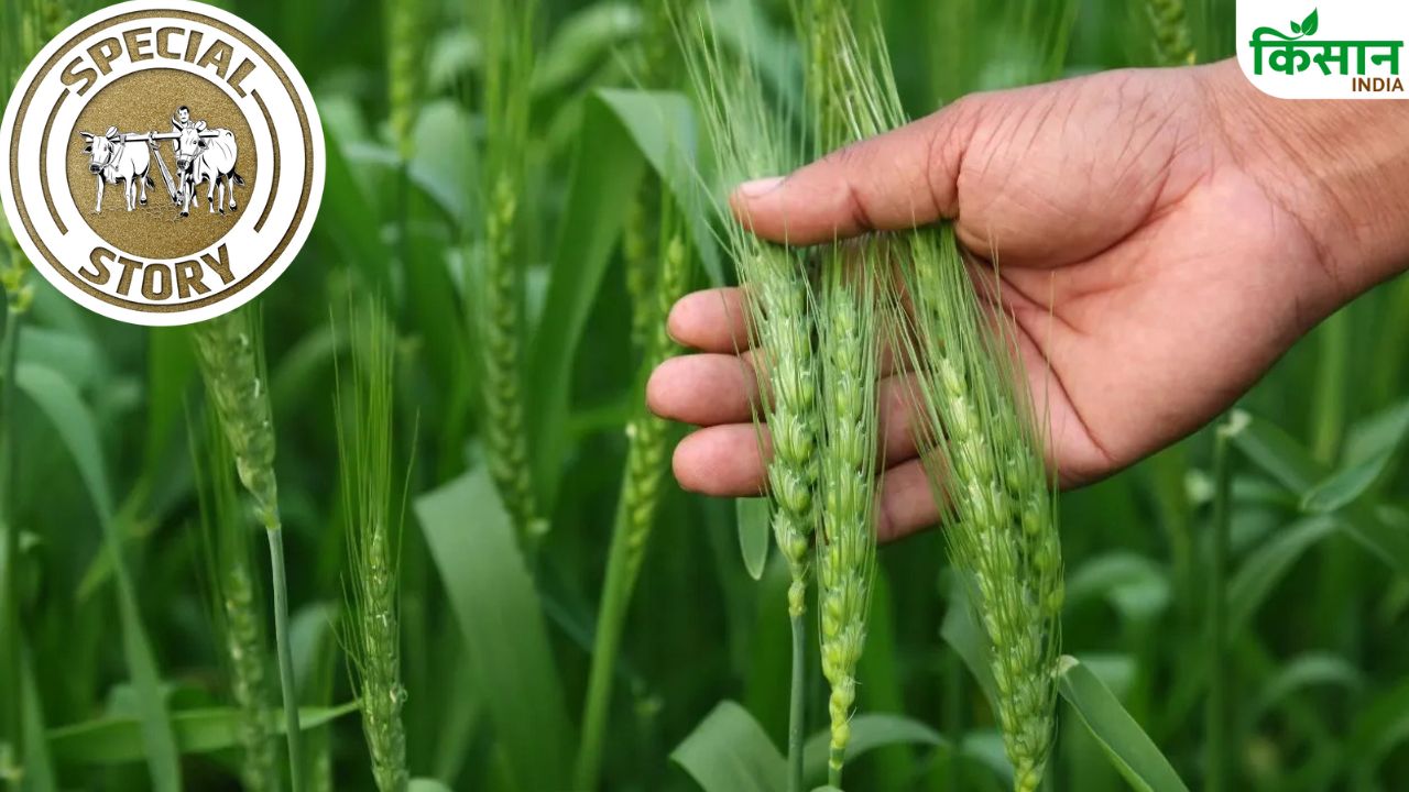 Gehu Kheti Guide Improved Wheat Varieties Scientific Methods Wheat Farming